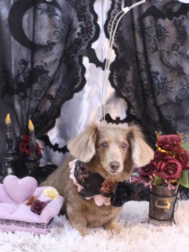 20231024桃ちゃん